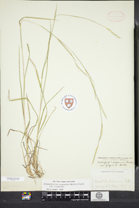 Schizachyrium scoparium image