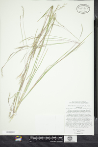 Schizachyrium scoparium image