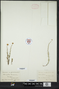 Sclerolepis uniflora image