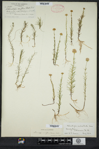 Sclerolepis uniflora image