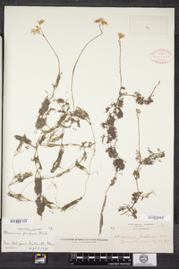 Utricularia purpurea image