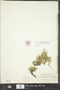 Selaginella rupestris image