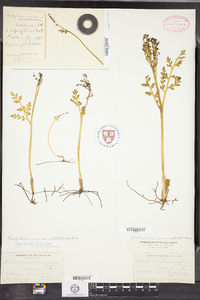 Botrychium matricariifolium image