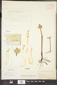 Botrychium matricariifolium image