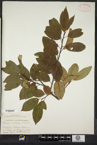 Prunus serotina image