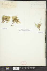 Selaginella rupestris image