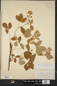 Rubus setosus image