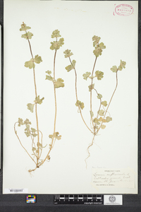 Lamium amplexicaule image