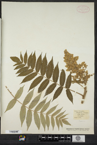 Rhus typhina image