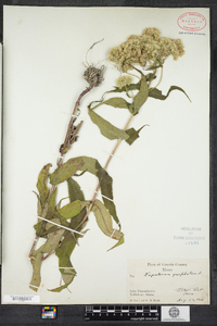 Eupatorium perfoliatum image