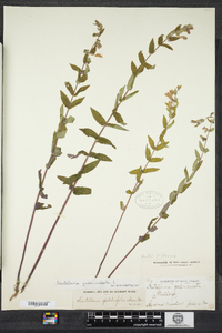 Scutellaria galericulata image