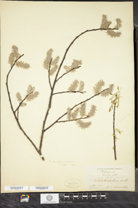 Salix discolor image