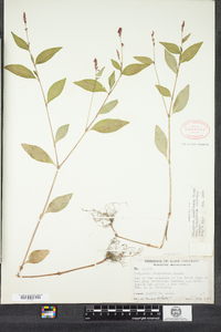 Polygonum cespitosum var. longisetum image