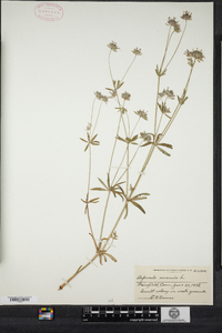 Image of Asperula arvensis