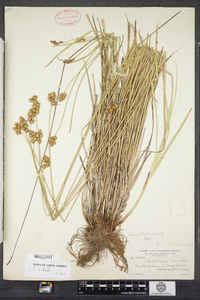 Carex tincta image