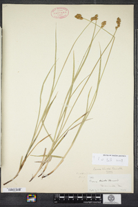 Carex tincta image