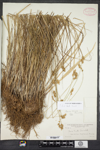 Carex tincta image