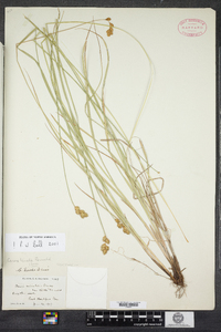 Carex tincta image