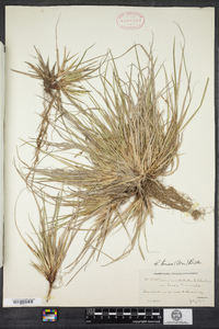 Carex tonsa image