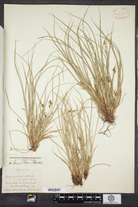 Carex tonsa image