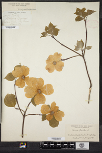 Cornus florida image