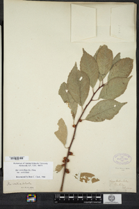 Ilex verticillata image