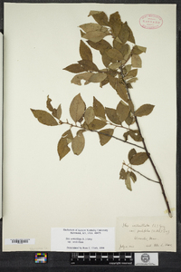 Ilex verticillata image