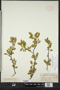 Ilex mucronata image