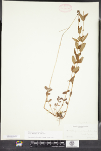 Hypericum punctatum image