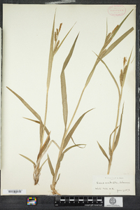 Carex scabrata image