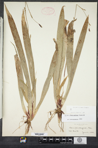 Carex plantaginea image