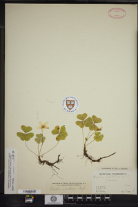 Oxalis montana image