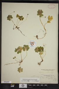 Oxalis montana image