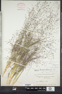 Eragrostis spectabilis image