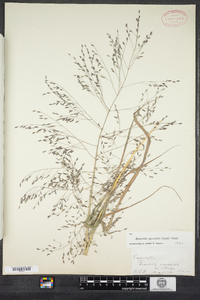 Eragrostis spectabilis image