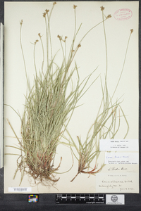 Carex peckii image