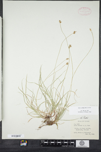 Carex peckii image