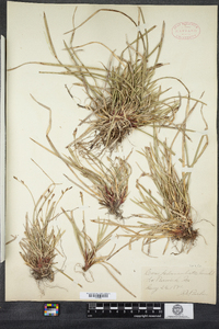 Carex pedunculata image