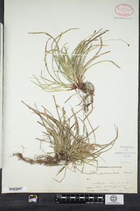 Carex pedunculata image