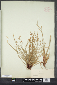 Carex pedunculata image