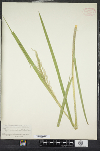 Glyceria canadensis image