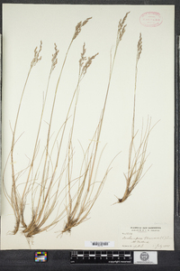 Deschampsia flexuosa image