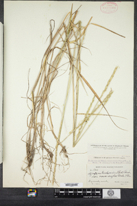 Elymus trachycaulus image