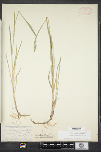 Muhlenbergia glomerata image