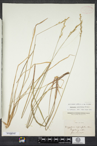 Oryzopsis asperifolia image