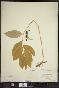 Polygonatum pubescens image