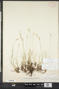 Carex lucorum image