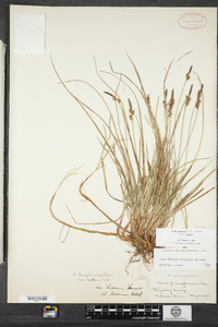 Carex lucorum image