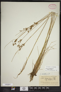 Juncus dichotomus image