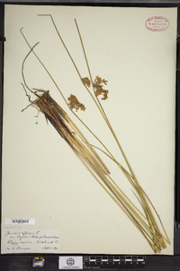 Juncus effusus var. pylaei image